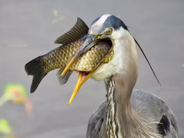 Twyla Bohrer - Catch of the Day
